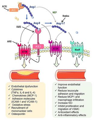 Role of Renin-Angiotensin System Components in Atherosclerosis: Focus on Ang-II, ACE2, and Ang-1–7